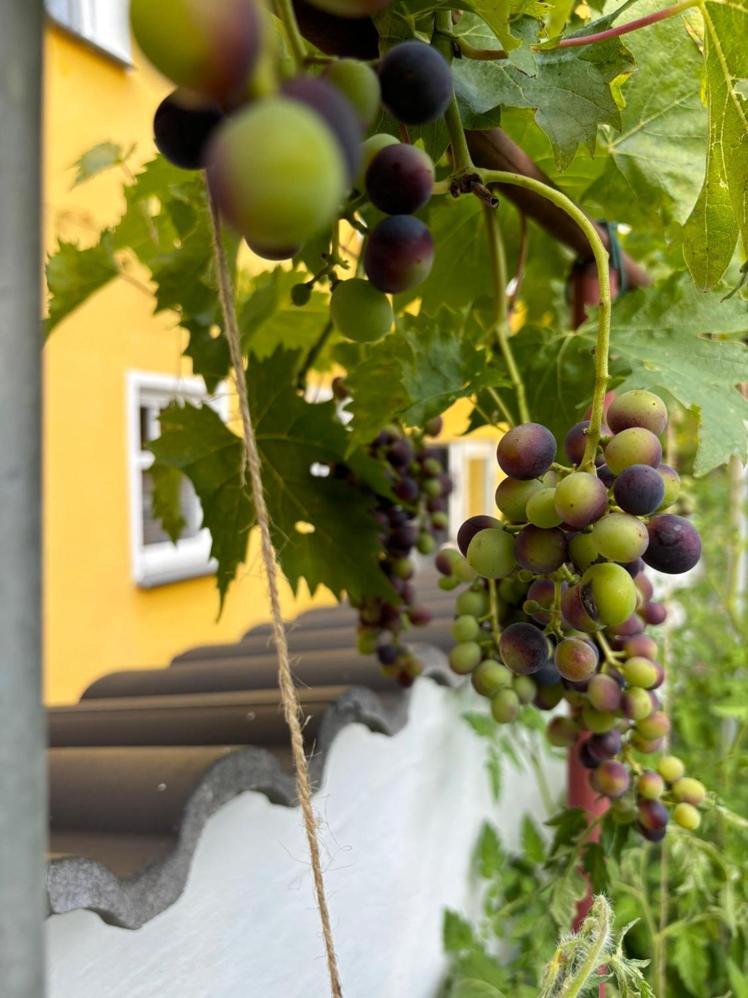 Ferienwohnung Haus Rheinleben Boppard Exterior foto